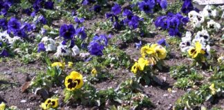 Конкурс за рисунка и засаждане на цветя по повод Световния ден на Земята