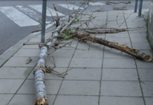 Силният вятър доведе до счупени клони, заплетени кабели и паднало дърво