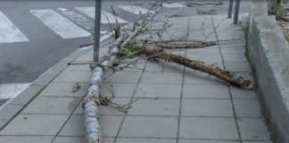 Силният вятър доведе до счупени клони, заплетени кабели и паднало дърво