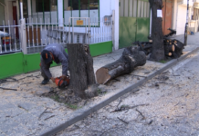 Дърво бе отрязано до дъно