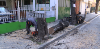 Дърво бе отрязано до дъно