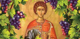 Днес почитаме Св.Трифон- покровителя на лозарите и винарите
