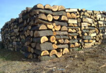 Около 7500 куб.м. дърва за огрев са предоставени през изминалата година от ДГС – Асеновград