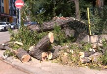 Паднали дървета и множество щети след бурния вятър в Асеновград /снимки/