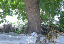 Граждани сигнализират за опасно дърво на ул. „Иван Вазов“