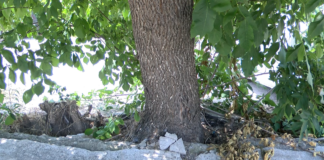 Граждани сигнализират за опасно дърво на ул. „Иван Вазов“