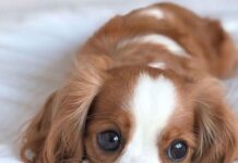 Тече срокът за регистрация на домашните кучета