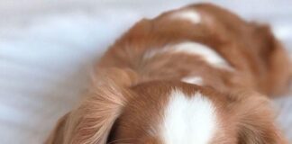 Тече срокът за регистрация на домашните кучета