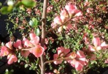 Слънчева неделя ни очаква днес, температурите ще достигнат до 24 градуса