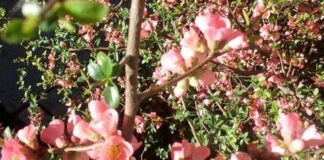 Слънчева неделя ни очаква днес, температурите ще достигнат до 24 градуса