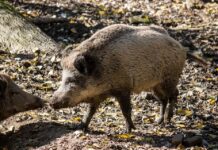 Забраниха груповия лов на дива свиня през летните месеци