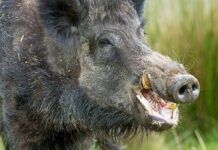 Удължават срока за груповото ловуване на дива свиня до края на януари