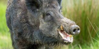 Удължават срока за груповото ловуване на дива свиня до края на януари