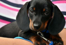 Домашните любимци от Украйна влизат у нас по улеснена процедура