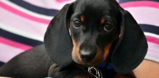 Домашните любимци от Украйна влизат у нас по улеснена процедура