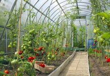 Производителите на плодове и зеленчуци получиха финансово подпомагане