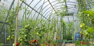 Производителите на плодове и зеленчуци получиха финансово подпомагане