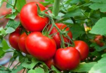 Приемът по подмерки COVID 1 и COVID 2 започва от 19 август