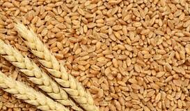 Очаква се добра реколта от пшеница