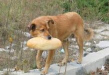 Внасят подписка за справяне с проблема с бездомните кучета