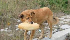 Внасят подписка за справяне с проблема с бездомните кучета