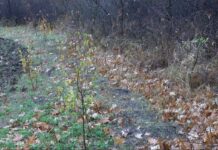 Кампания за засаждане на дръвчета в с. Избеглии