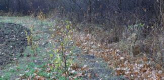 Кампания за засаждане на дръвчета в с. Избеглии