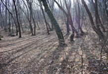 Стартира акция за безплатно предоставяне на растителност в Асеновград