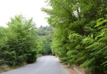 Избуяла растителност притеснява и шофьори и пешеходци