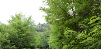 Избуяла растителност притеснява и шофьори и пешеходци