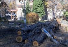 Опасни тополи бяха отрязани в един от парковете на Асеновград