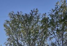 Слаб вятър в Асеновград на фона на обявения жълт код за днес