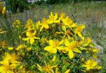 МОСВ напомня за устойчиво ползване на находищата на лечебни растения