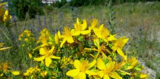 МОСВ напомня за устойчиво ползване на находищата на лечебни растения