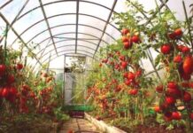 500 хил. лева за борба с вредителите по доматите отпуска фонд „Земеделие“