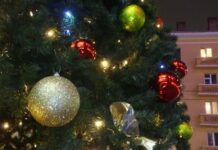 Пловдивската елха ще тежи 1 тон и ще е висока 13 метра