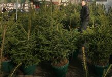 При покупка на коледна елха следете за наличие на контролна пластина