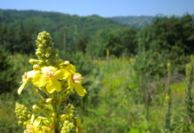 Утре е Еньовден