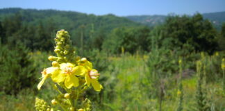 Утре е Еньовден