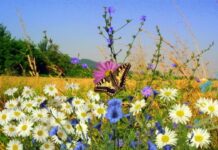 Еньовден на Беланташ