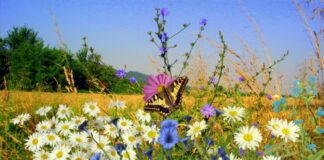 Еньовден на Беланташ