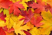 Есента настъпи, застудя ли трайно в Асеновград