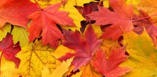 Есента настъпи, застудя ли трайно в Асеновград