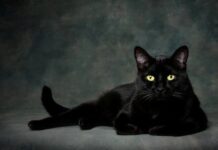 Петък 13-ти е! Суеверни ли са асеновградчани