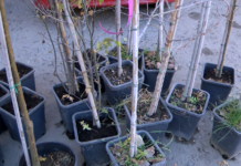 Община Асеновград раздаде близо 100 фиданки