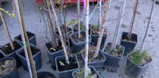 Община Асеновград раздаде близо 100 фиданки