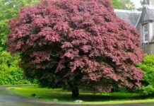 Пловдивска фирма доставя растителност за 70 хил. лв. на Асеновград