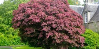 Пловдивска фирма доставя растителност за 70 хил. лв. на Асеновград