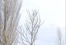 До петък продължава кампанията по засаждане на дръвчета върху общински терени