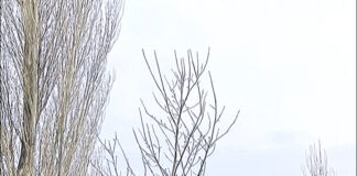 До петък продължава кампанията по засаждане на дръвчета върху общински терени